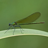 Insects
